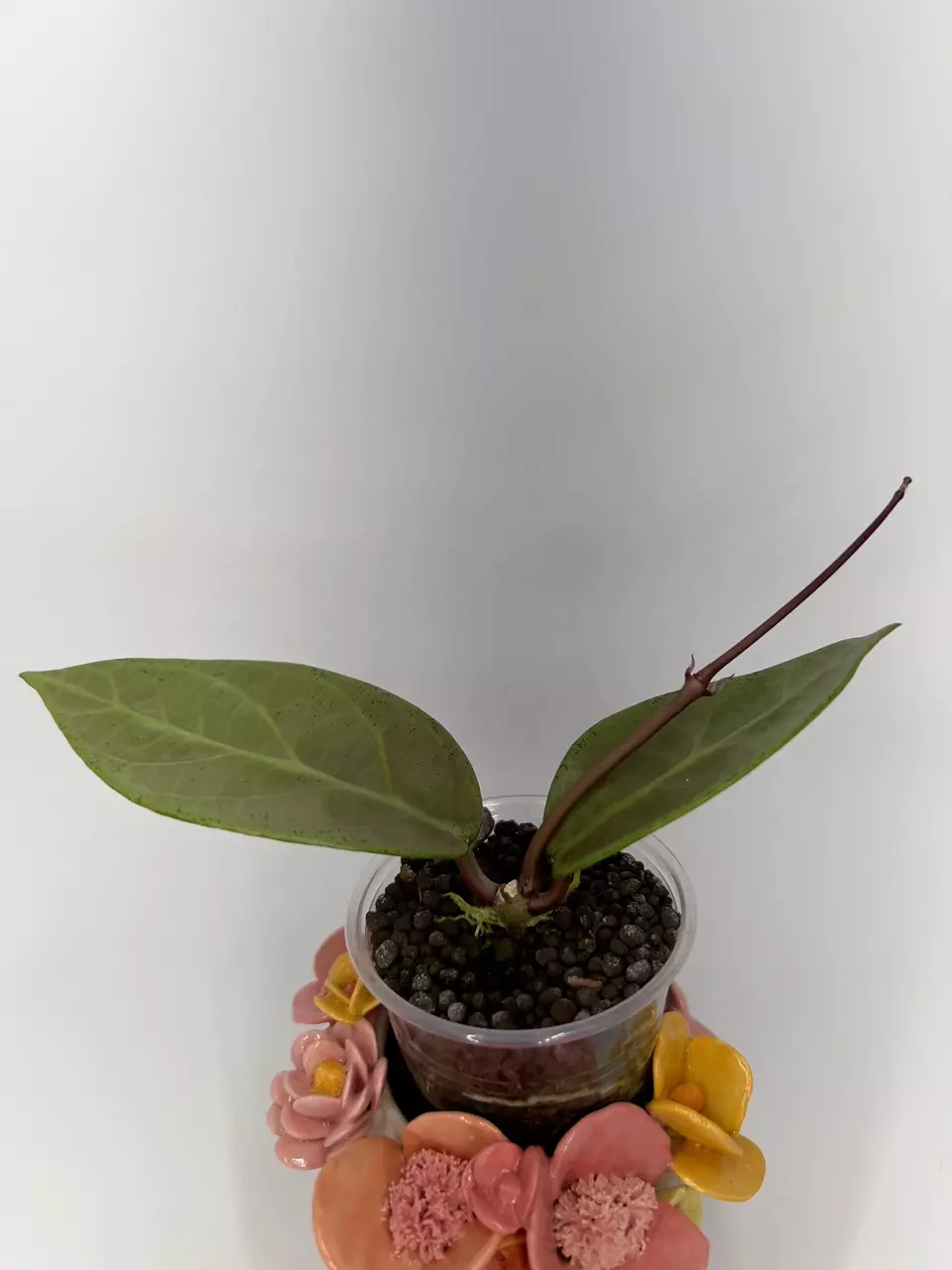 Hoya Lai Chau Silver thumbnail