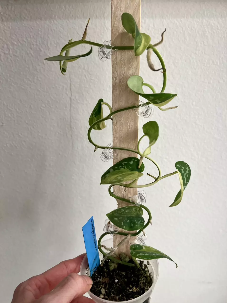 Scindapsus matcha thumbnail