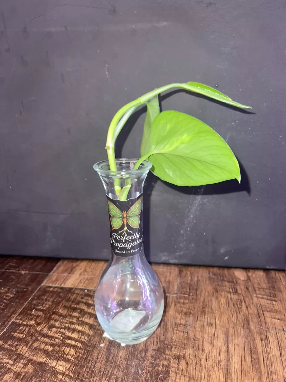 Perfect Propagation Golden Pothos thumbnail