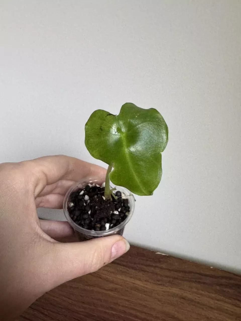 Alocasia London Eye thumbnail