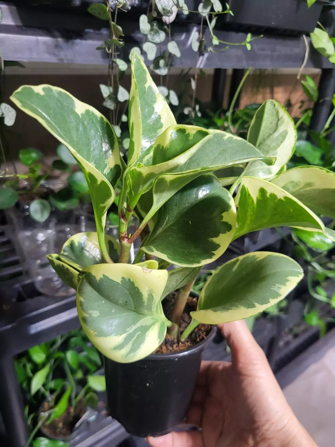 Peperomia obstusifolia 4" thumbnail