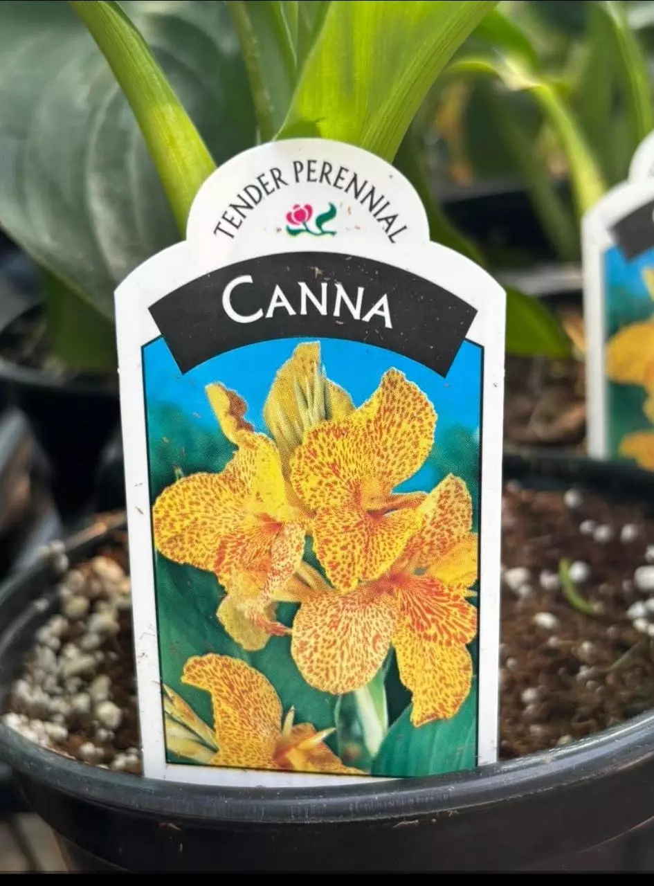 Canna Lilly Picasso thumbnail