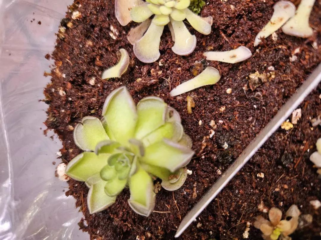 Pinguicula cyclosecta thumbnail