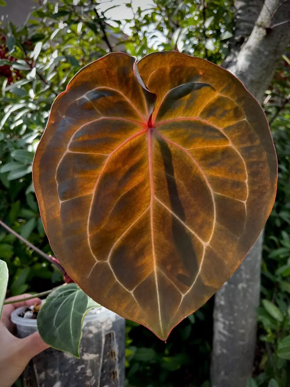 Hu KOS X Red Crystal thumbnail