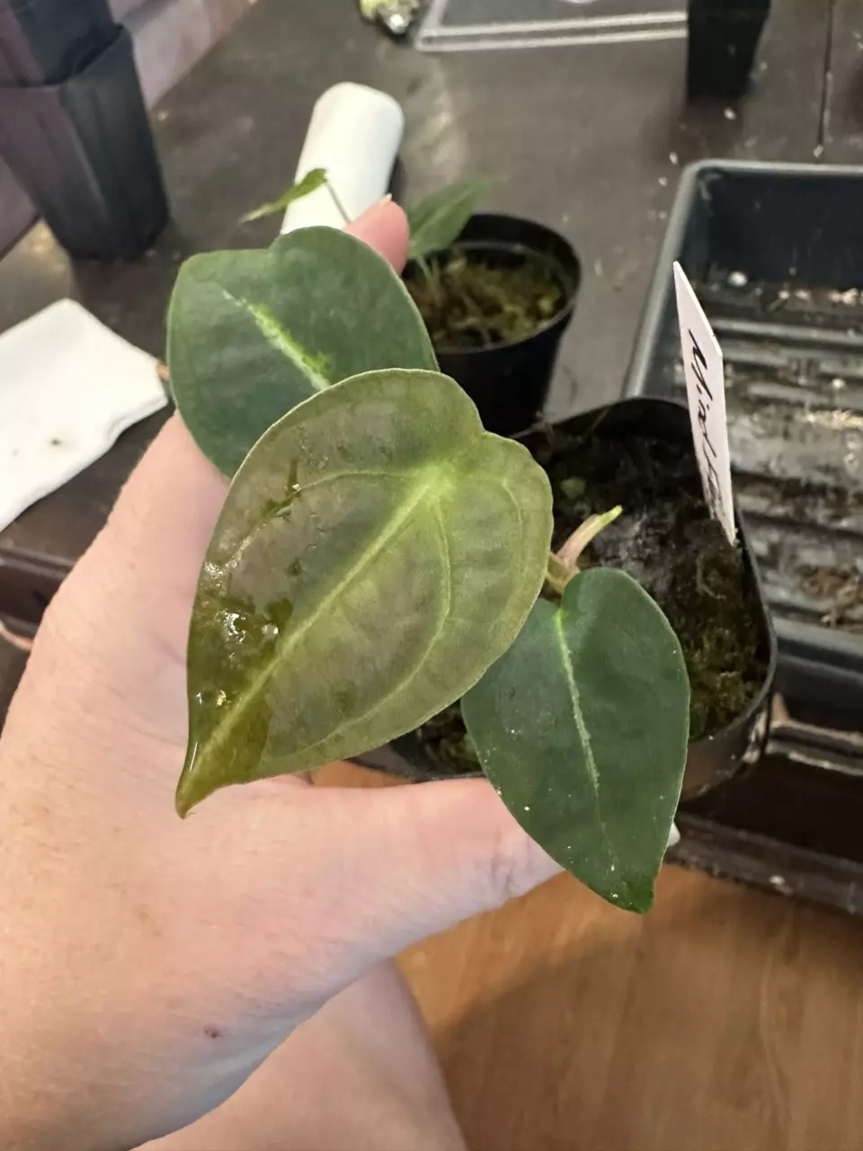 4528- Mindflayer thumbnail