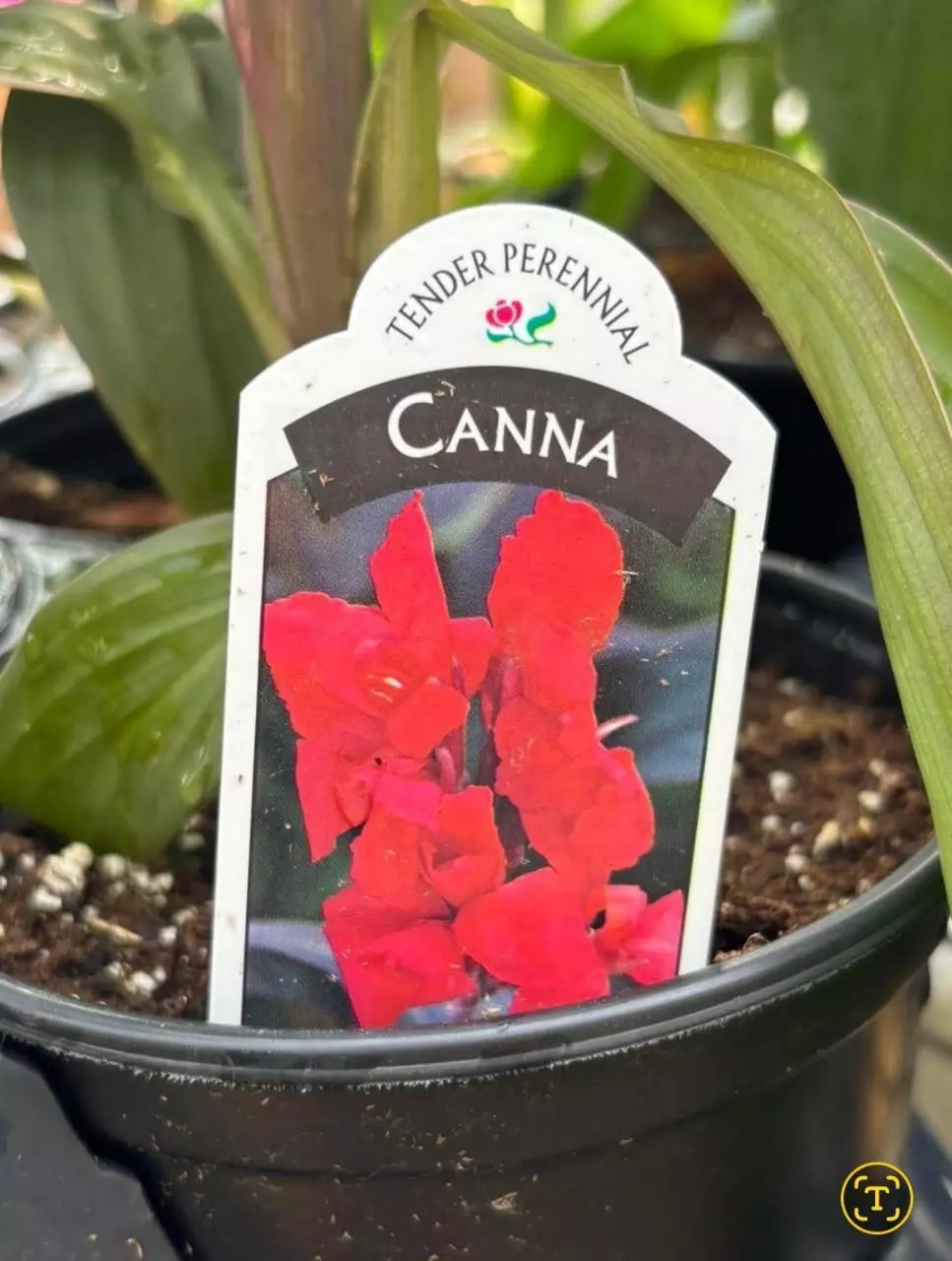 Canna Lilly red thumbnail