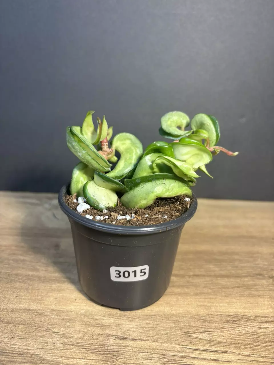 Hoya Compacta Inner Variegated ‘Mauna Loa’ Rope 3” 3015 thumbnail