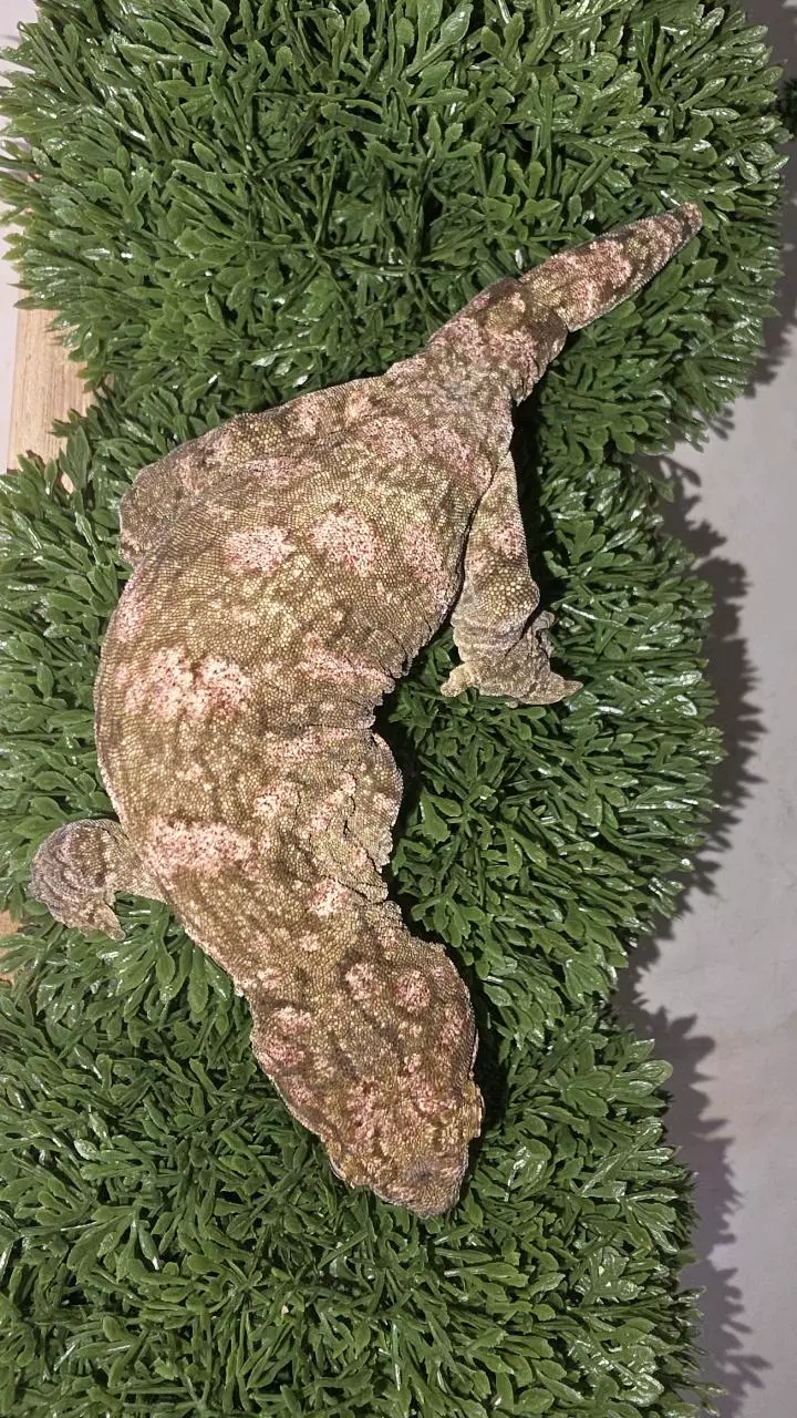 Purple Nuana Leachianus thumbnail