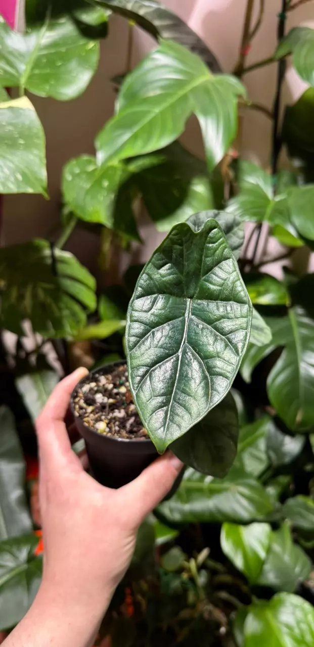 Alocasia Quilted Dreams thumbnail