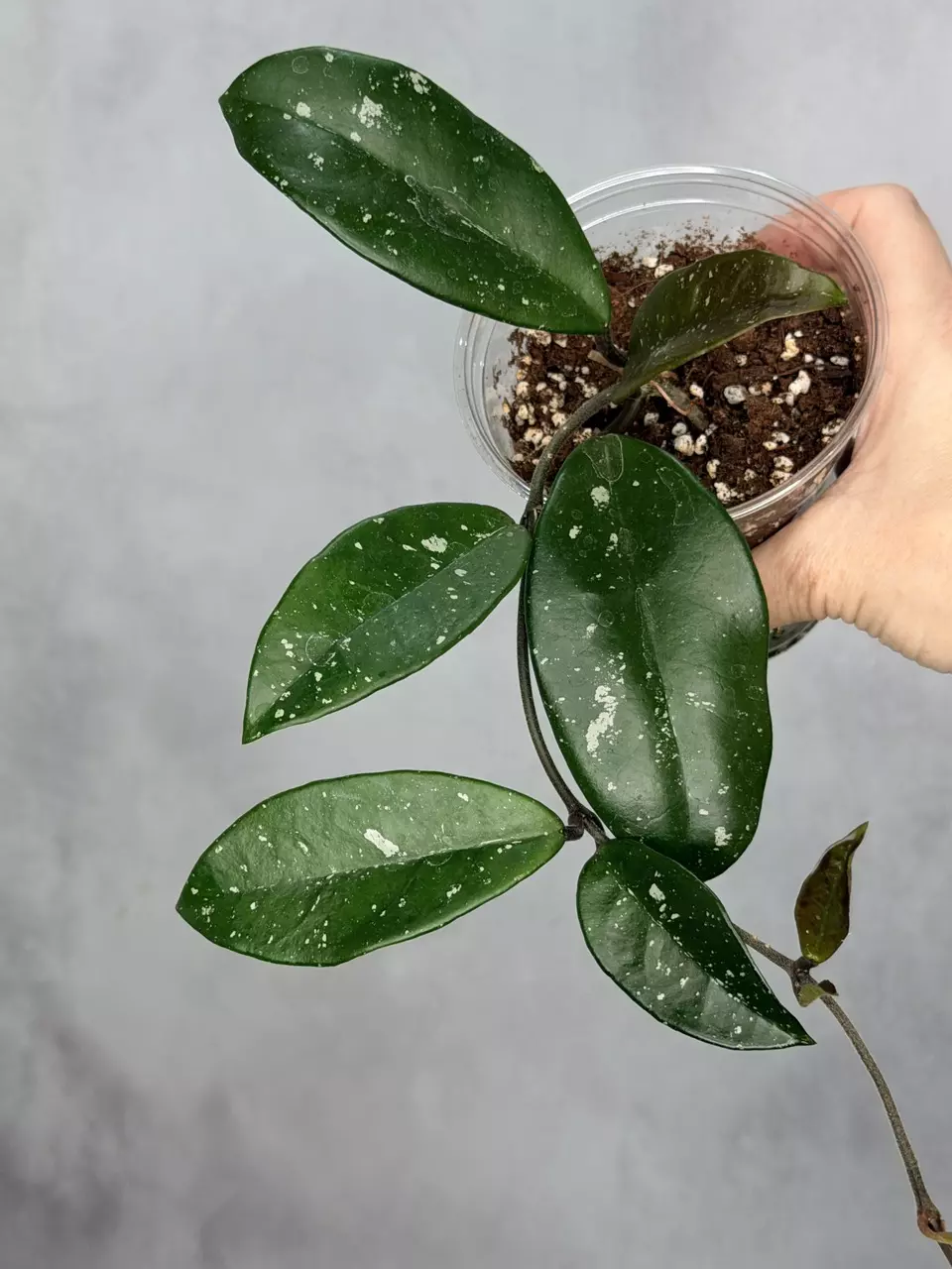 Hoya ‘Wildflower’ thumbnail