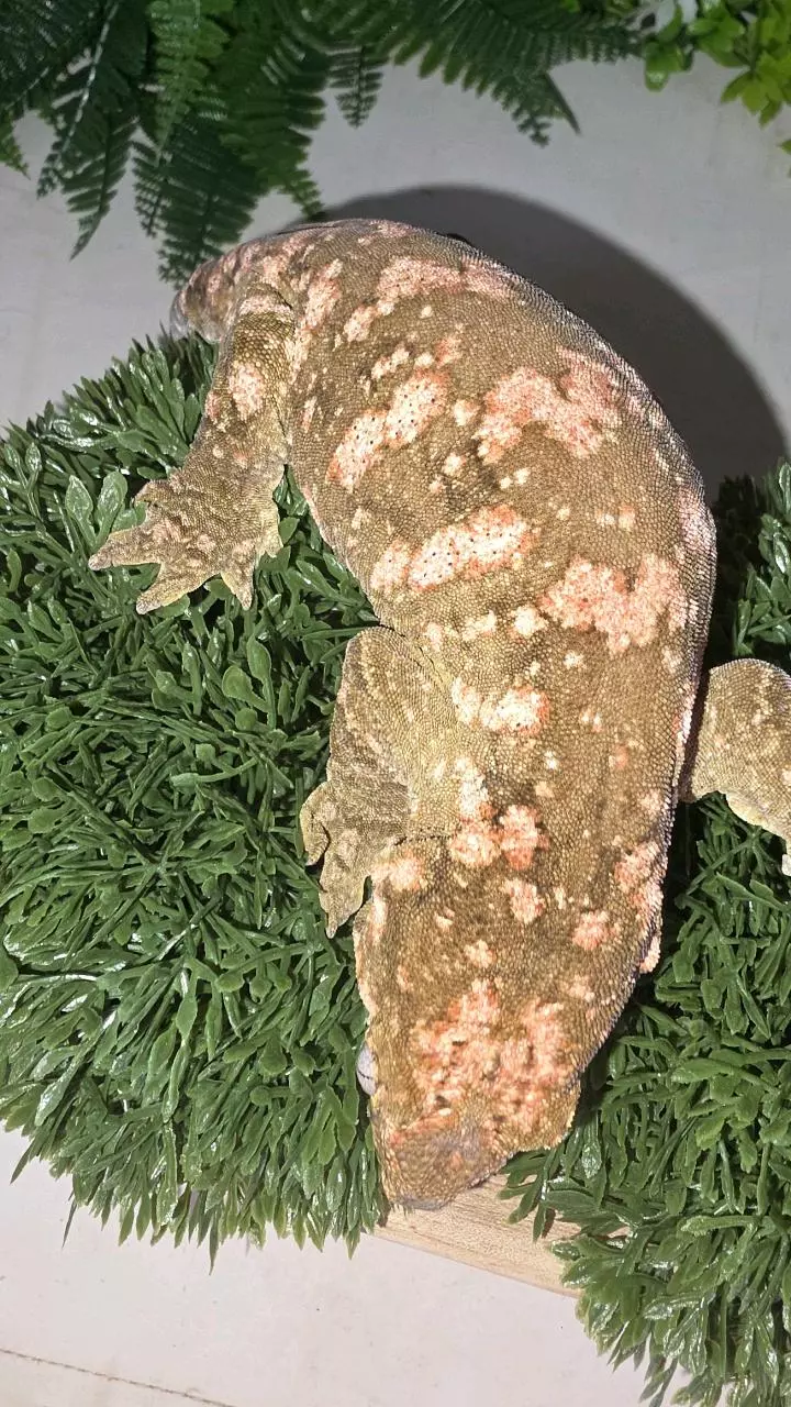 High pink Leachianus thumbnail