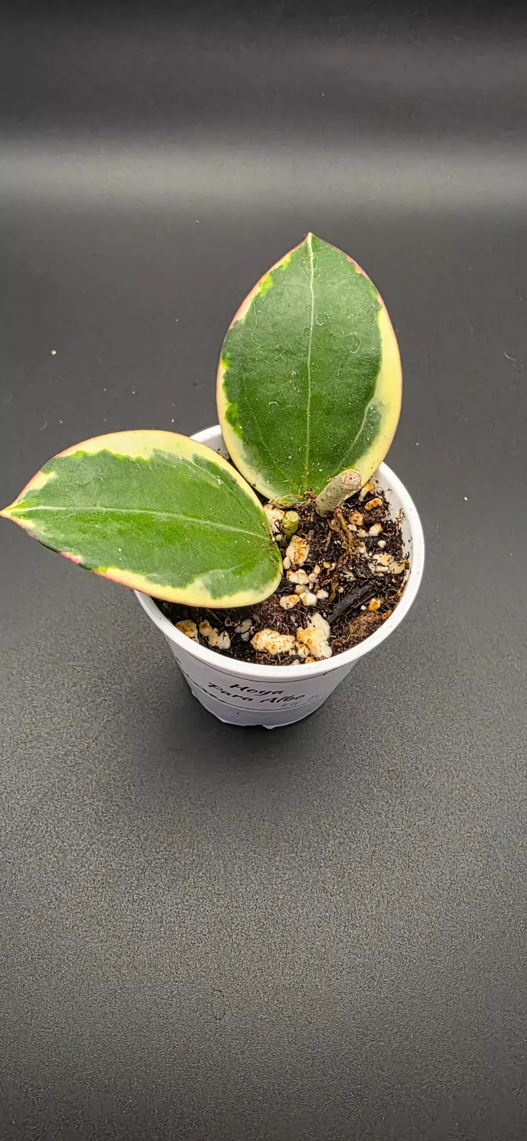 Hoya Para Albo thumbnail