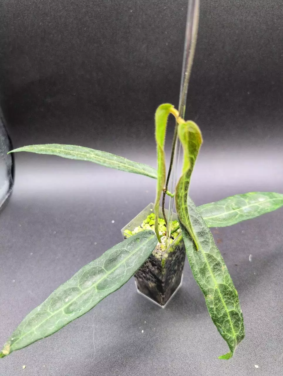 Hypolasia (large) thumbnail