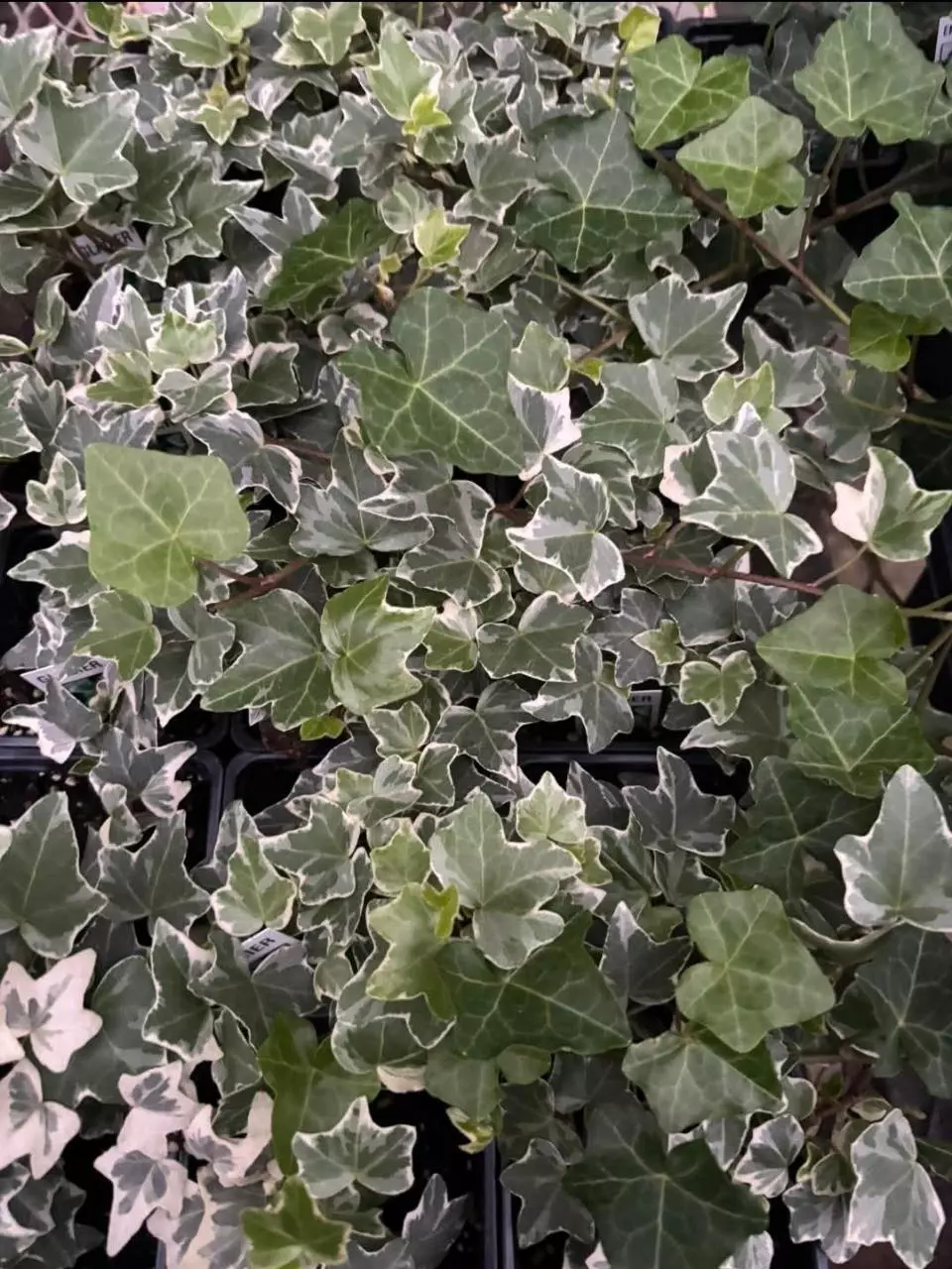 Glacier ivy thumbnail