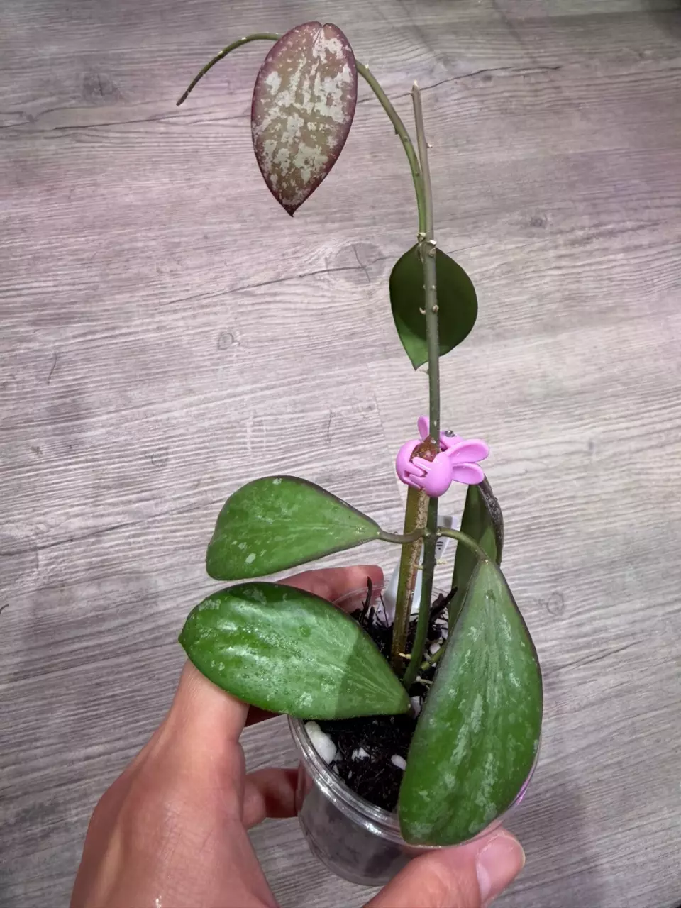 Hoya Collina Noid thumbnail