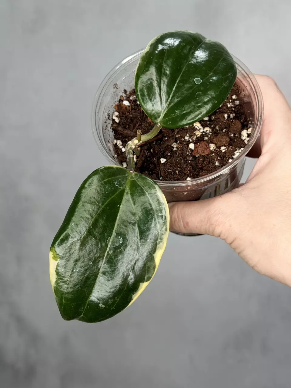 Hoya quinquenervia ‘Little Plu’ thumbnail