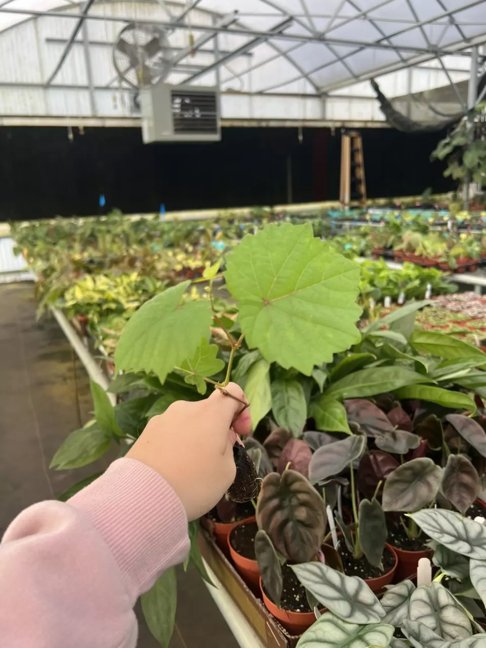 Vitis Southern Home starter plant growers choice thumbnail