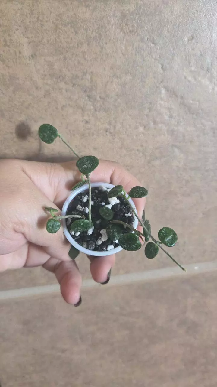 4 lightly rooted hoya serpens splash cuttings thumbnail