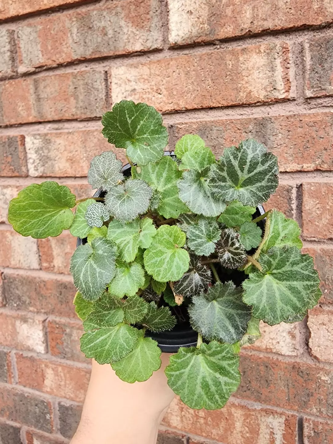 Strawberry begonia thumbnail