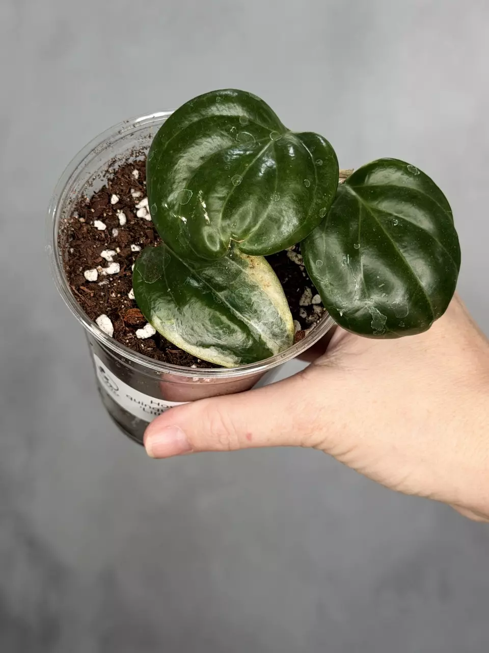 Hoya quinquenervia ‘Little Plu’ thumbnail