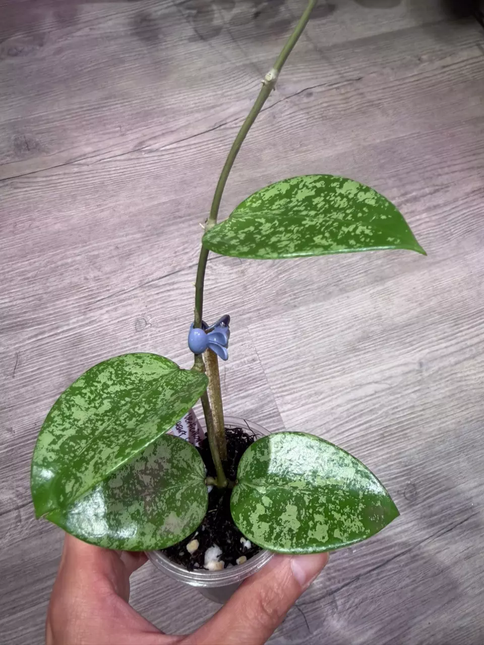 Hoya Verticillata Heart splash thumbnail