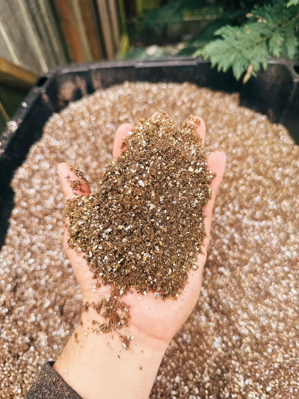 Pinguicula (Butterwort) Alkaline Soil Substrate Mix thumbnail