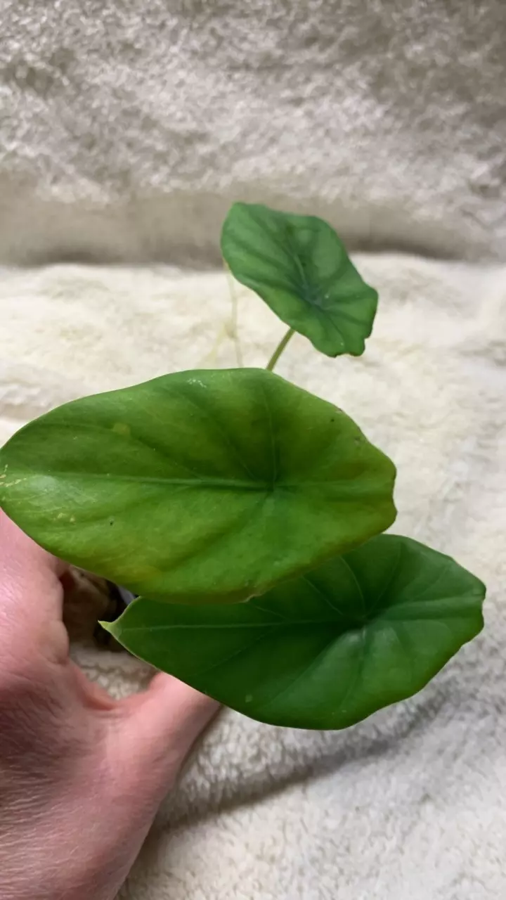 B61- Alocasia Clypeolata (green shield) pup thumbnail