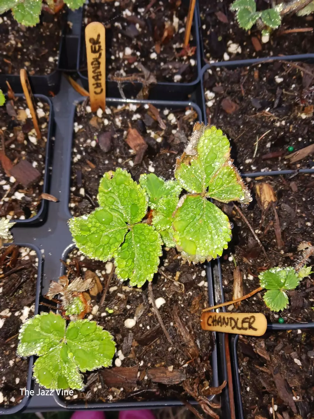 Strawberry Chandler thumbnail