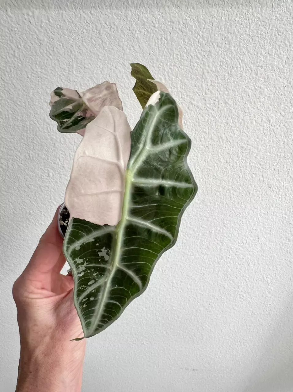 Alocasia Amazonica Polly pink thumbnail