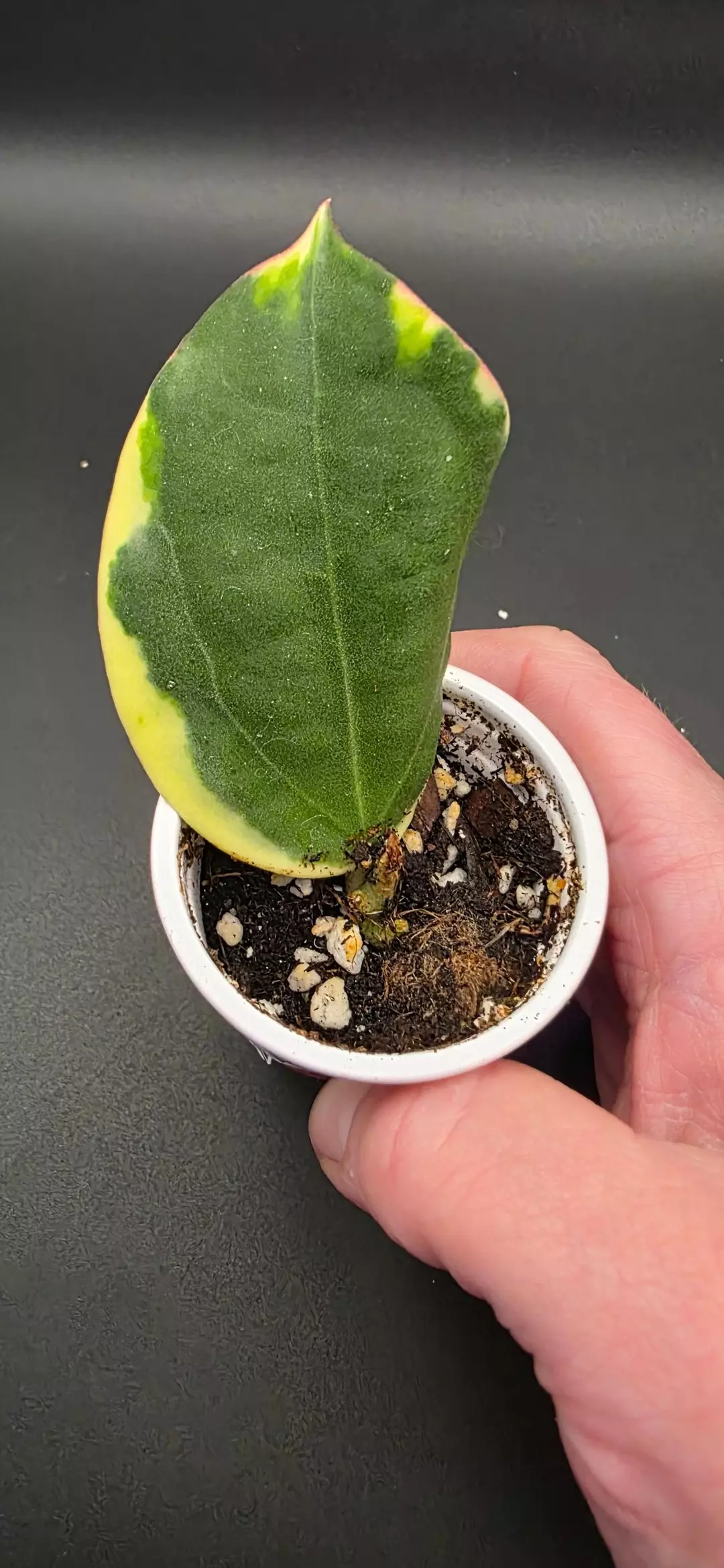 Hoya Para Albo thumbnail