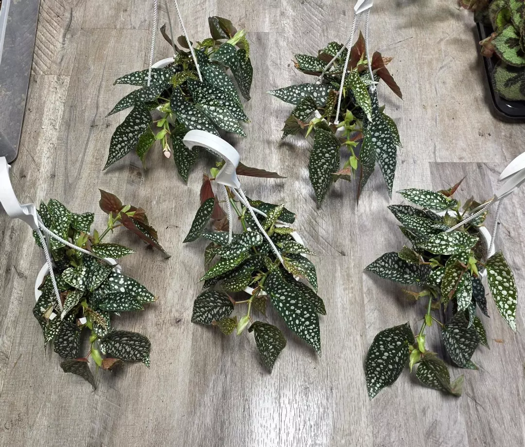 4.5" HB Begonia White Ice thumbnail