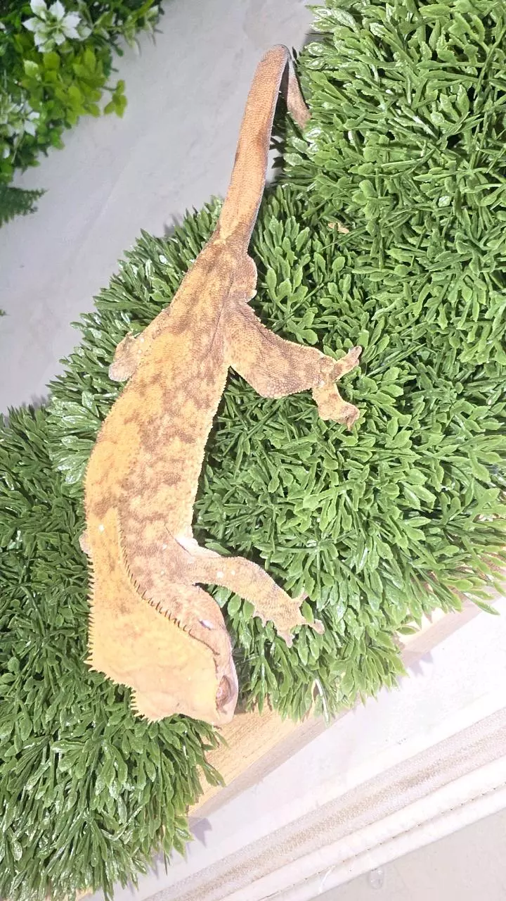 Charcoal Crested thumbnail