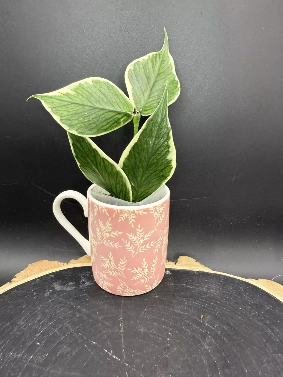 Polyneura Albo #265 thumbnail