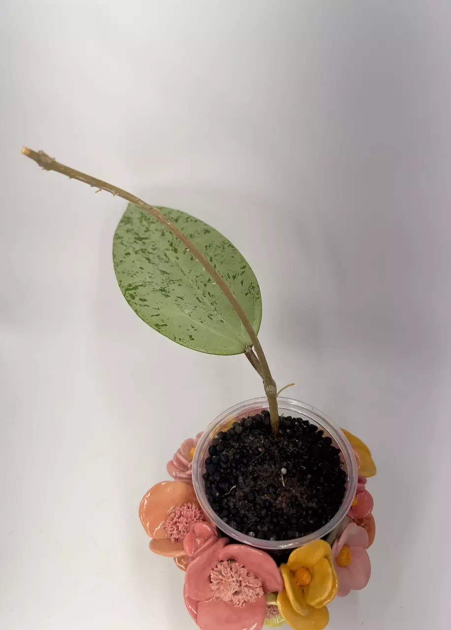 Hoya Glabra Gin thumbnail
