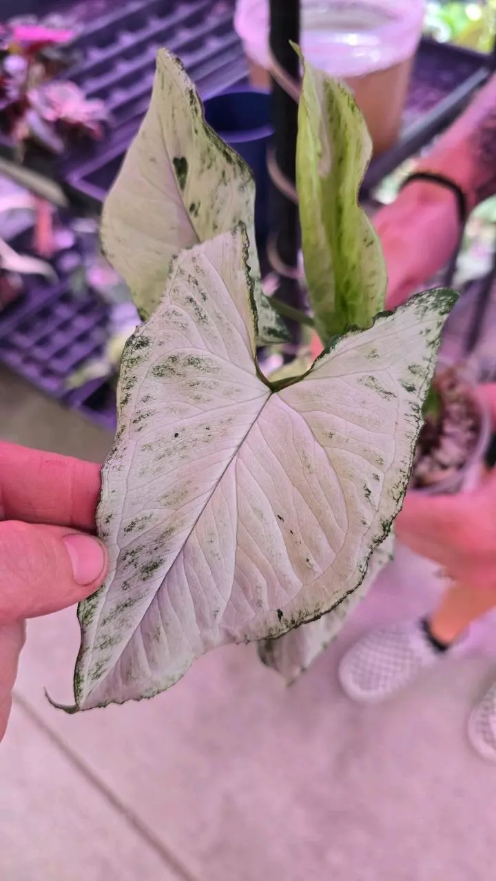 Syngonium holly GC thumbnail