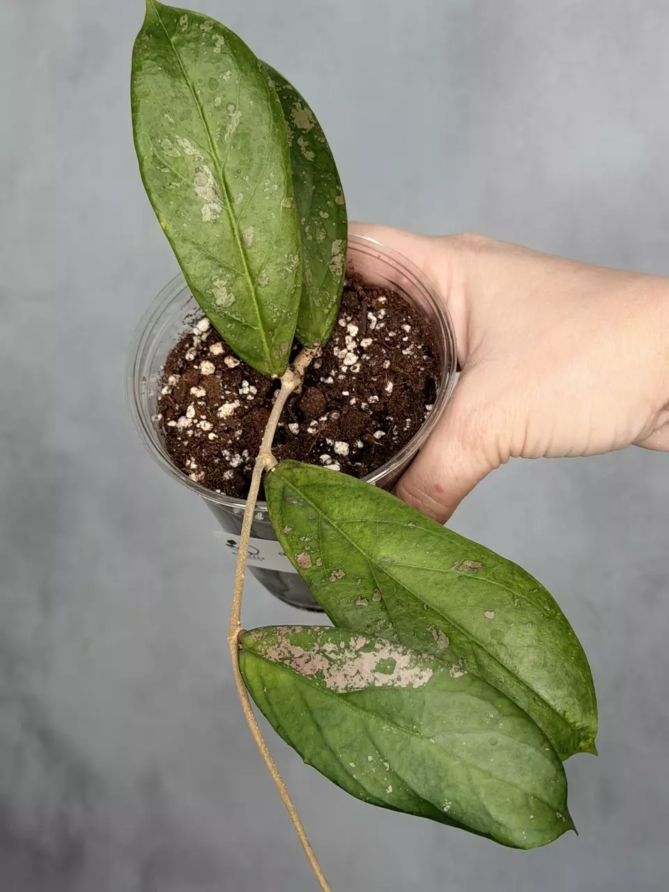 Hoya sp. aff forbessii UT012 thumbnail