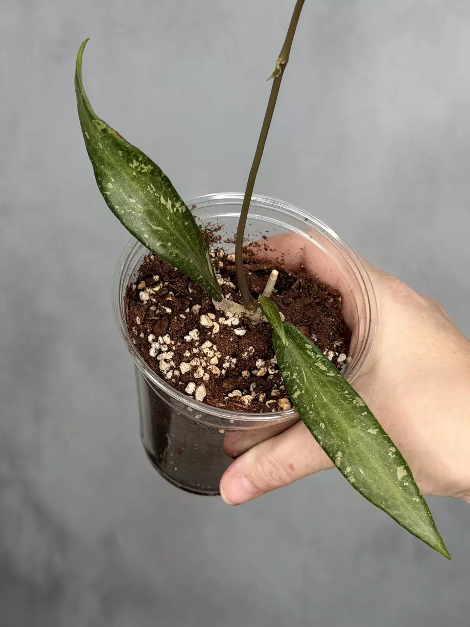 Hoya sp. Loei Province thumbnail