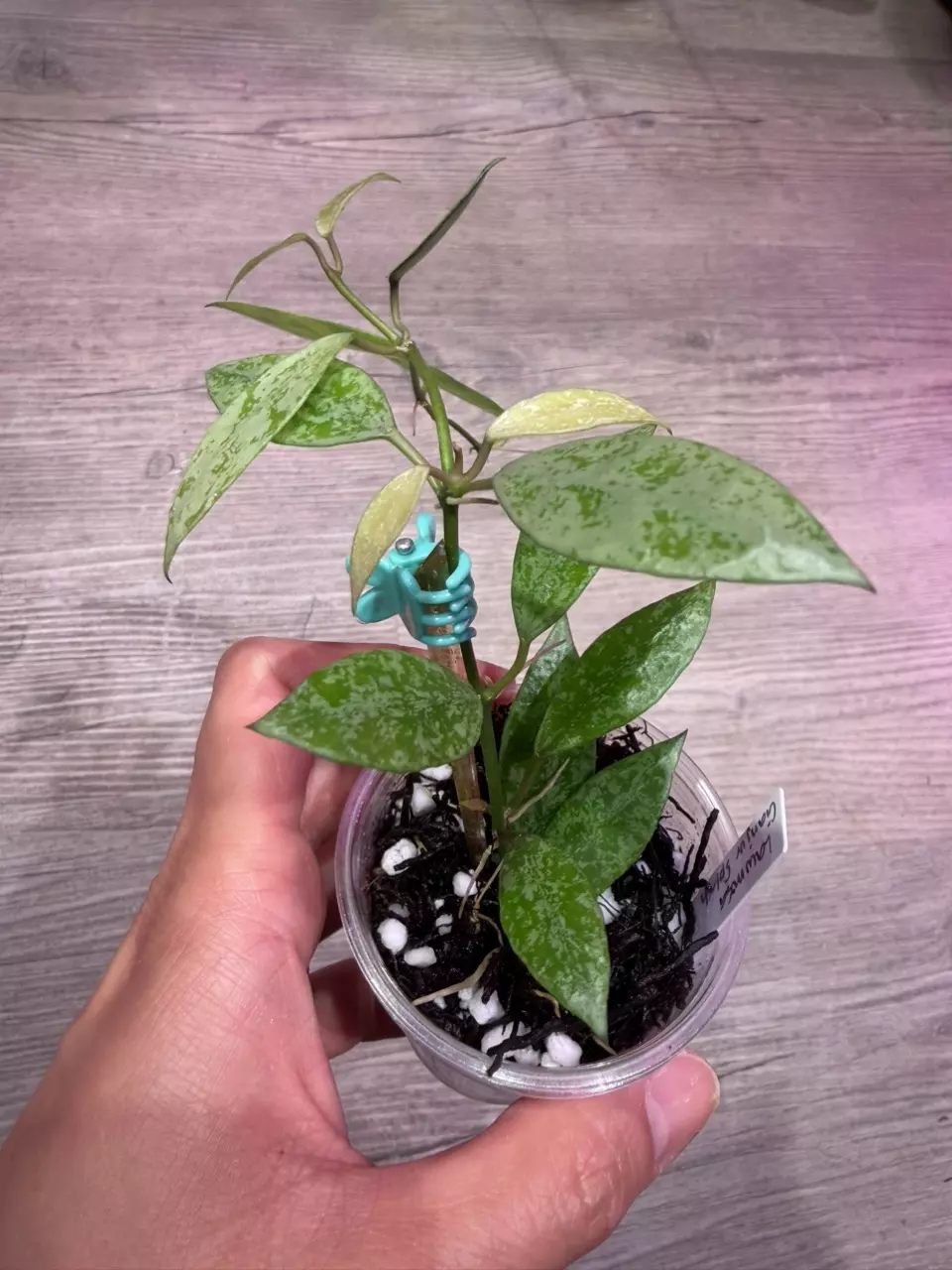 Hoya Lacunosa Cianjur splash thumbnail