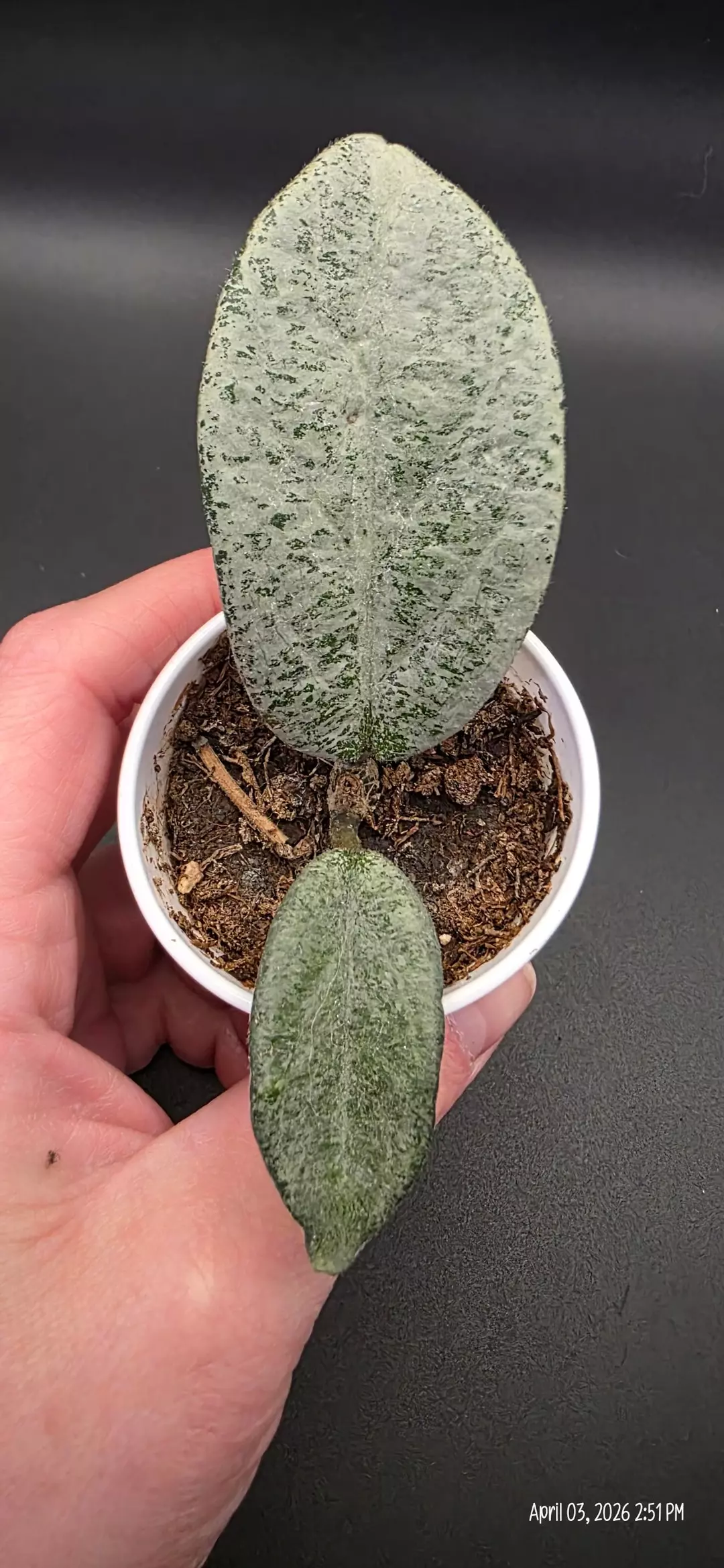 Hoya Gray Ghost Rooted Cutting thumbnail