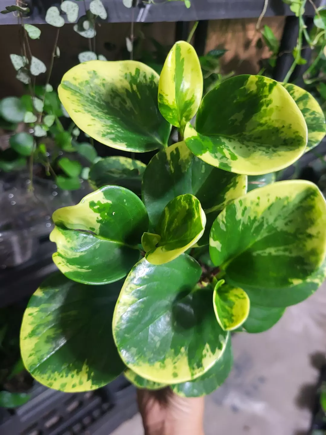 Peperomia marble 4" thumbnail