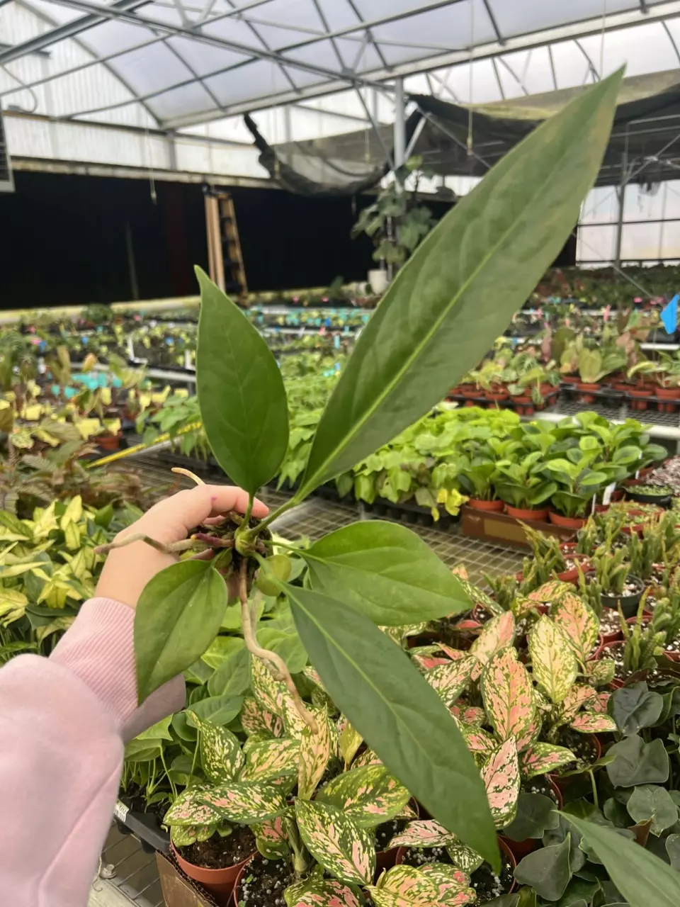 XL Anthurium Water Dragon starter plant growers choice thumbnail