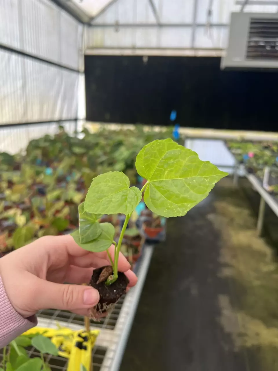 Abelmoschus Manihot ‘Auntie Lillies’ starter plant growers choice thumbnail