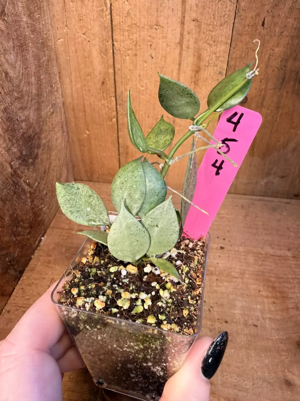 454 Hoya lacunosa ‘Silver Mint Coin’ thumbnail
