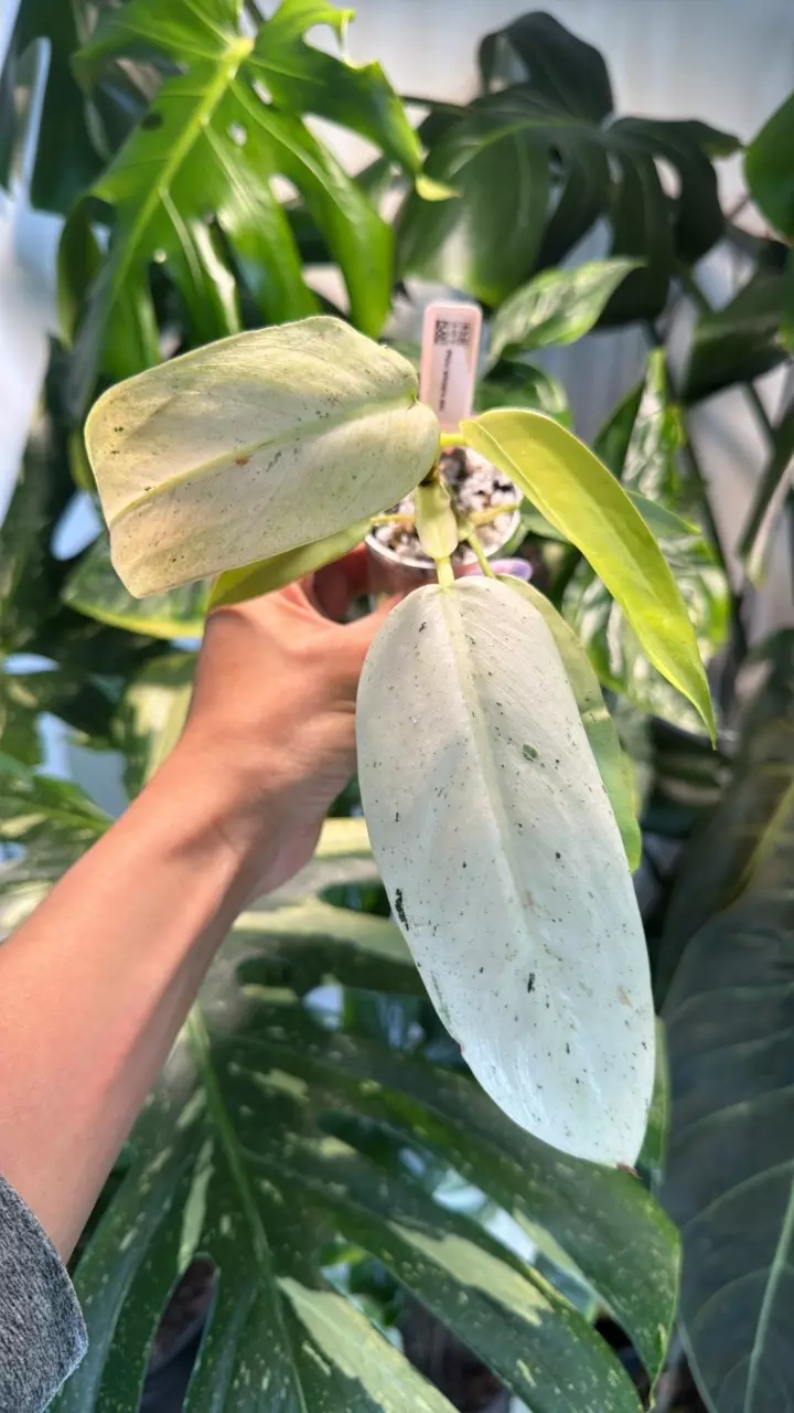 0391 Philo Whipple way thumbnail