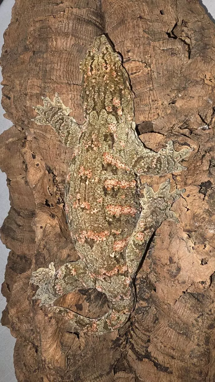 Roberto x Godiva Leachianus thumbnail