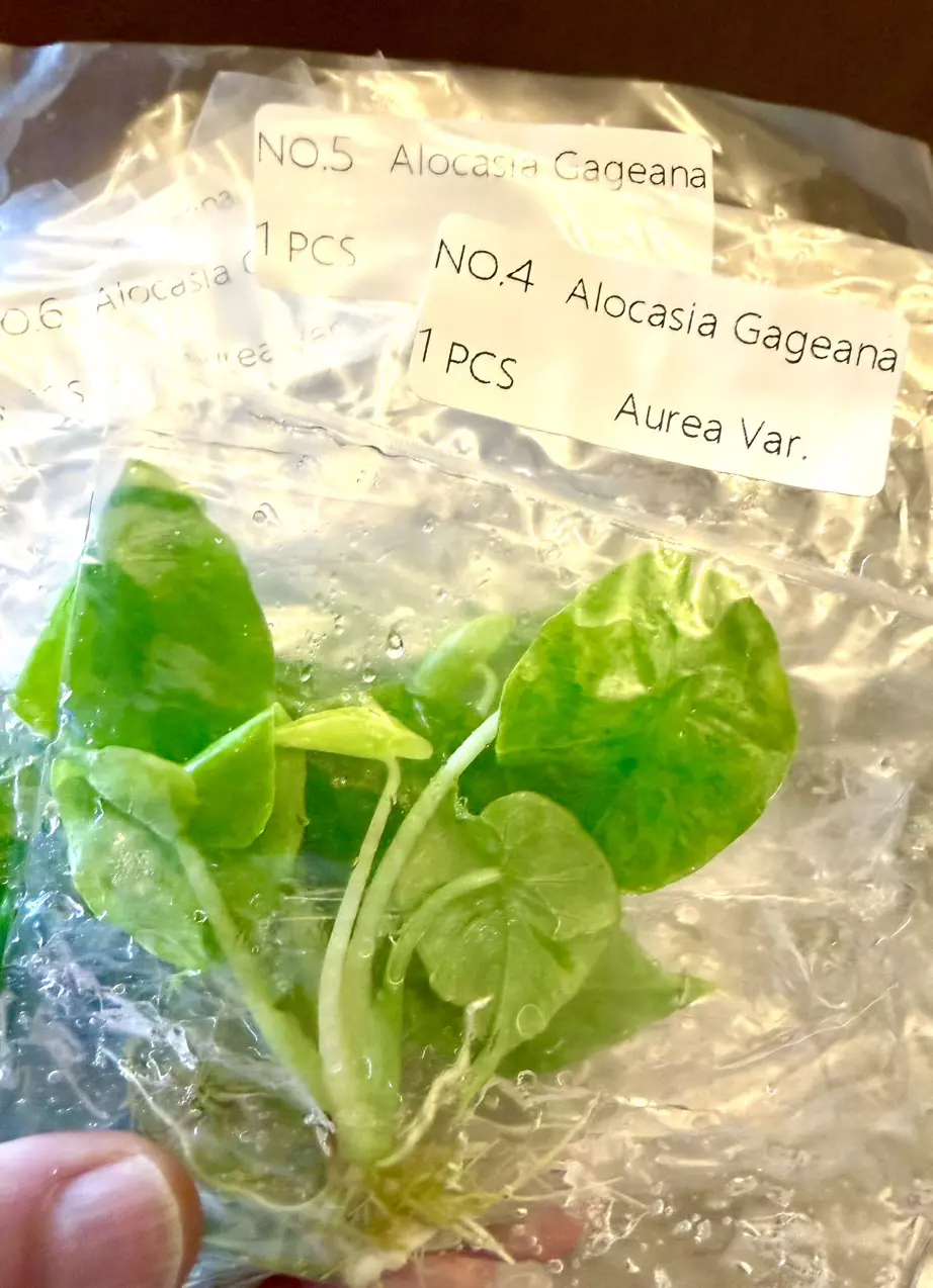 Alocasia Gageana Aurea Variegated Tc Tissue Culture FRESH ✅ thumbnail
