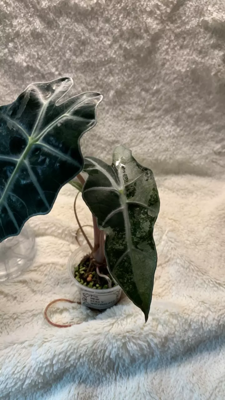 B64-Amazonica pink Polly snowflake variegated pup thumbnail