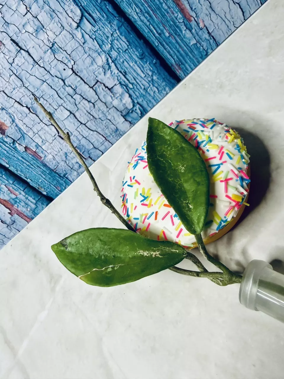 Hoya Carnosa Green Light thumbnail