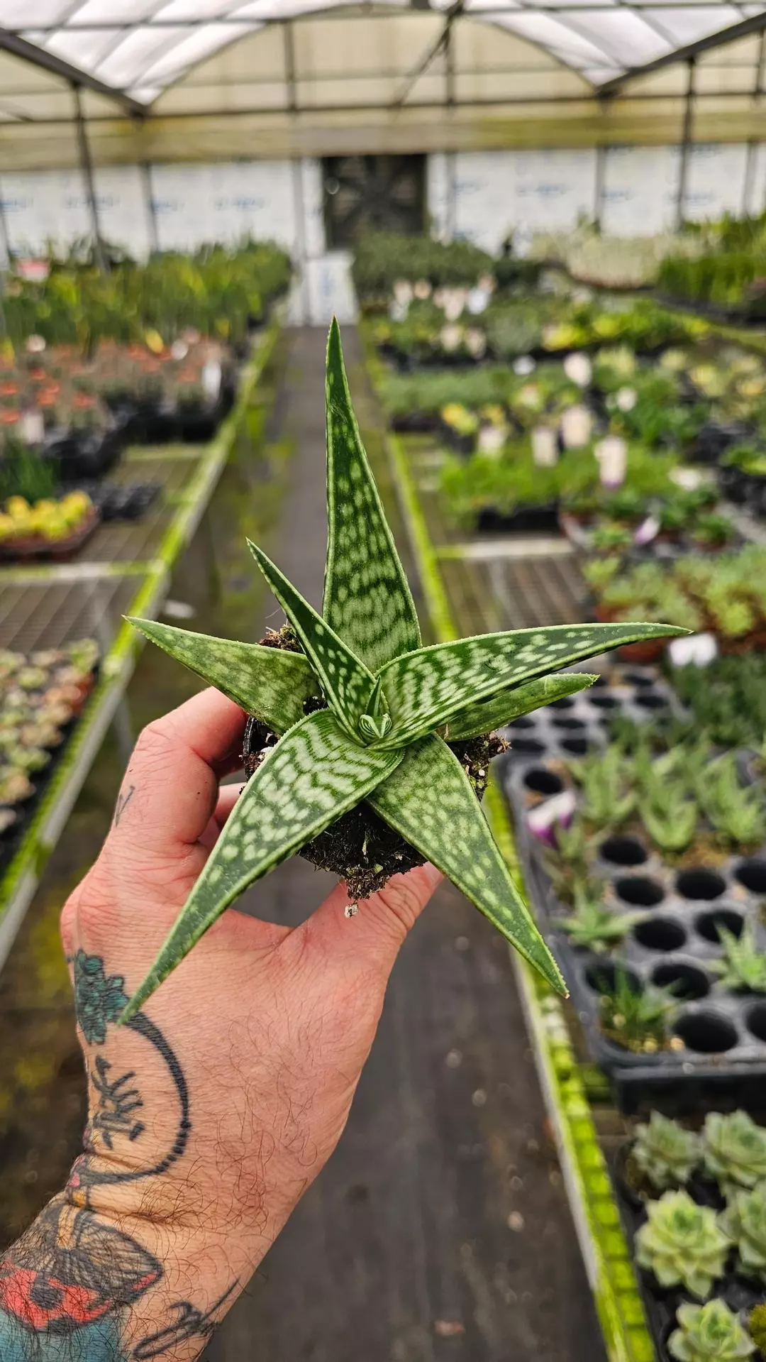 Haworthia Fasciata 2in thumbnail