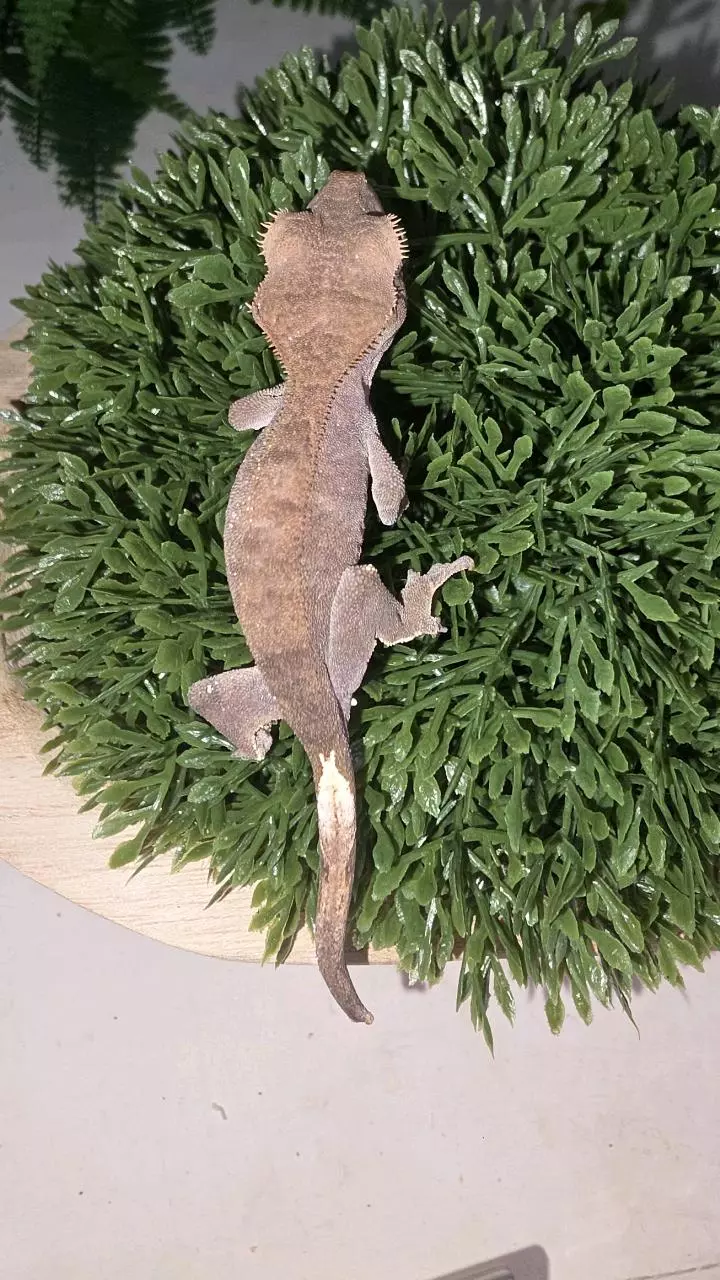 Phantom Cappuccino thumbnail